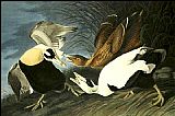 Eider Duck by John James Audubon